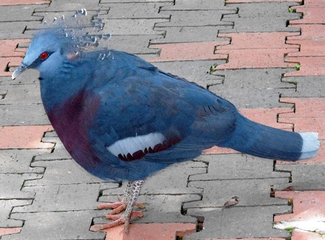 image victoria-crowned-pigeon-merpati-mahkota-goura-victoria-7-klbp-jpg
