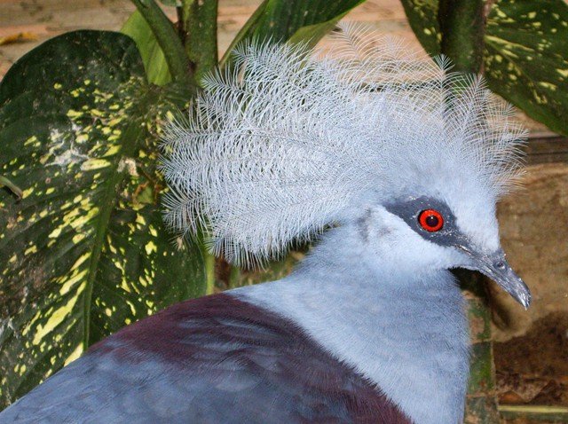 image western-crowned-pigeon-common-crowned-pigeon-blue-crowned-pigeon-merpati-mahkota-goura-cristata-8-klbp-jpg