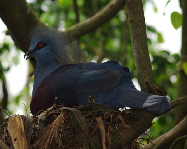 image western-crowned-pigeon-common-crowned-pigeon-blue-crowned-pigeon-merpati-mahkota-goura-cristata-in-nest-4-klbp-jpg