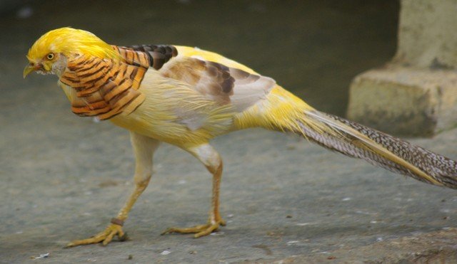 image yellow-golden-pheasant-ghigis-golden-kuang-kuning-emas-chrysolophus-pictus-mut-luteus-male-2-klbp-jpg