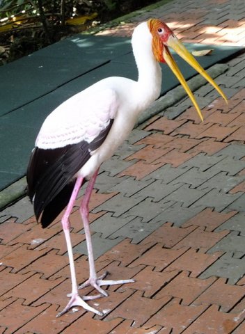 image yellow-billed-stork-ranggung-muncung-kuning-mycteria-ibis-11-klbp-jpg
