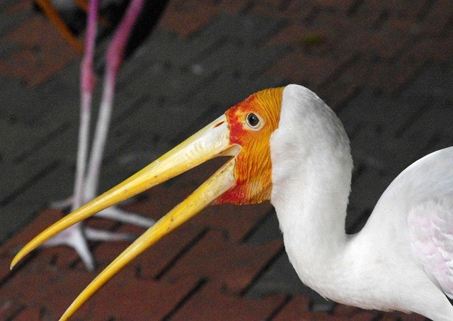 image yellow-billed-stork-ranggung-muncung-kuning-mycteria-ibis-head-and-neck-klbp-jpg