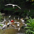 image 16-yellow-billed-storks-cattle-egrets-and-scarlet-ibis-klbp-jpg