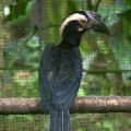 image asian-black-hornbill-malaysian-black-hornbill-black-hornbill-enggang-gatal-birah-anthracoceros-malayanus-female-4-klbp-jpg