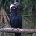 image asian-black-hornbill-malaysian-black-hornbill-black-hornbill-enggang-gatal-birah-anthracoceros-malayanus-female-6-klbp-jpg