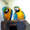 image blue-and-gold-macaw-blue-and-yellow-macaw-macaw-biru-kuning-ara-ararauna-3-klbp-jpg