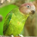 image brown-headed-parrot-poicephalus-cryptoxanthus-juvenile-4-klbp-jpg