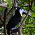 image channel-billed-toucan-ramphastos-vitellinus-3-klbp-jpg