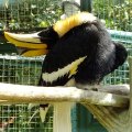 image great-hornbill-great-indian-hornbill-great-pied-hornbill-enggang-papan-buceros-bicornis-2-klbp-jpg