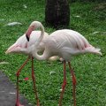 image greater-flamingo-flamingo-besar-phoenicopterus-roseus-10-klbp-jpg