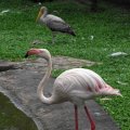 image greater-flamingo-flamingo-besar-phoenicopterus-roseus-12-klbp-jpg