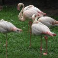 image greater-flamingo-flamingo-besar-phoenicopterus-roseus-4-klbp-jpg