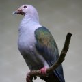image green-imperial-pigeon-pergam-besar-ducula-aenea-1-klbp-jpg