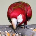 image green-winged-macaw-red-and-green-macaw-macaw-sayap-hijau-ara-chloropterus-4-klbp-jpg