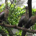 image hadada-ibis-hadeda-ibis-sekendi-hadada-bostrychia-hagedash-2-klbp-jpg