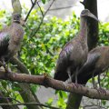 image hadada-ibis-hadeda-ibis-sekendi-hadada-bostrychia-hagedash-5-klbp-jpg