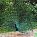 image indian-peafowl-blue-peafowl-merak-biru-pavo-cristatus-peacock-28-klbp-jpg