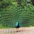 image indian-peafowl-blue-peafowl-merak-biru-pavo-cristatus-peacock-29-klbp-jpg