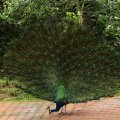 image indian-peafowl-blue-peafowl-merak-biru-pavo-cristatus-peacock-30-klbp-jpg
