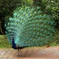 image indian-peafowl-blue-peafowl-merak-biru-pavo-cristatus-peacock-32-klbp-jpg