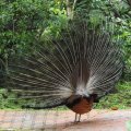 image indian-peafowl-blue-peafowl-merak-biru-pavo-cristatus-peacock-34-klbp-jpg