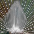 image indian-peafowl-blue-peafowl-merak-biru-pavo-cristatus-peacock-35-back-view-of-tail-klbp-jpg