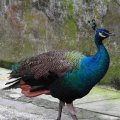 image indian-peafowl-blue-peafowl-merak-biru-young-peacock-03-klbp-jpg