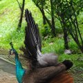 image indian-peafowl-blue-peafowl-merak-biru-young-peacock-07-klbp-jpg