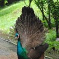 image indian-peafowl-blue-peafowl-merak-biru-young-peacock-09-klbp-jpg