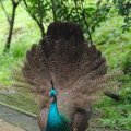 image indian-peafowl-blue-peafowl-merak-biru-young-peacock-10-klbp-jpg