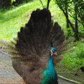 image indian-peafowl-blue-peafowl-merak-biru-young-peacock-12-klbp-jpg
