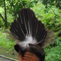 image indian-peafowl-blue-peafowl-merak-biru-young-peacock-16-klbp-jpg