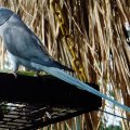 image indian-ringneck-parakeet-psittacula-krameri-blue-mutation-klbp-jpg