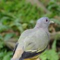 image pink-necked-green-pigeon-punai-gading-treron-vernans-male-2-klbp-jpg