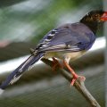 image red-billed-blue-magpie-urocissa-erythrorhyncha-7-klbp-jpg