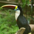 image red-billed-toucan-white-throated-toucan-burung-toucan-paruh-merah-ramphastos-tucanus-5-klbp-jpg