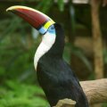 image red-billed-toucan-white-throated-toucan-burung-toucan-paruh-merah-ramphastos-tucanus-7-klbp-jpg