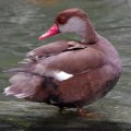 image red-crested-pochard-itik-berjambul-netta-rufina-male-4-klbp-jpg