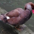 image red-crested-pochard-itik-berjambul-netta-rufina-male-6-klbp-jpg