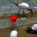 image sacred-ibis-and-scarlet-ibis-klbp-jpg