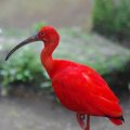 image scarlet-ibis-sekendi-merah-eudocimus-ruber-13-klbp-jpg