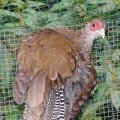 image silver-pheasant-kuang-perak-lophura-nycthernera-female-3-klbp-jpg