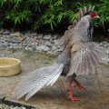 image silver-pheasant-kuang-perak-lophura-nycthernera-young-male-17-klbp-jpg