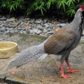 image silver-pheasant-kuang-perak-lophura-nycthernera-young-male-19-klbp-jpg