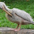image spot-billed-pelican-grey-pelican-undan-paruh-titik-pelecanus-philippensis-1-klbp-jpg
