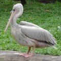 image spot-billed-pelican-grey-pelican-undan-paruh-titik-pelecanus-philippensis-3-klbp-jpg
