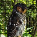 image spotted-wood-owl-burung-hantu-carik-kafan-strix-seloputo-1-klbp-jpg
