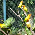 image sun-conures-sun-parakeets-aratinga-solstitialis-klbp-jpg