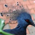 image victoria-crowned-pigeon-merpati-mahkota-goura-victoria-14-klbp-jpg