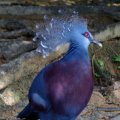 image victoria-crowned-pigeon-merpati-mahkota-goura-victoria-3-klbp-jpg